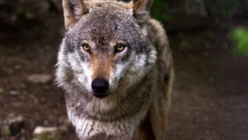 Wilki na terenach pod Toruniem – apel gminy o ostrożność